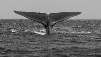 495 - BALEINE - LOGEAIS DOMINIQUE - france <div